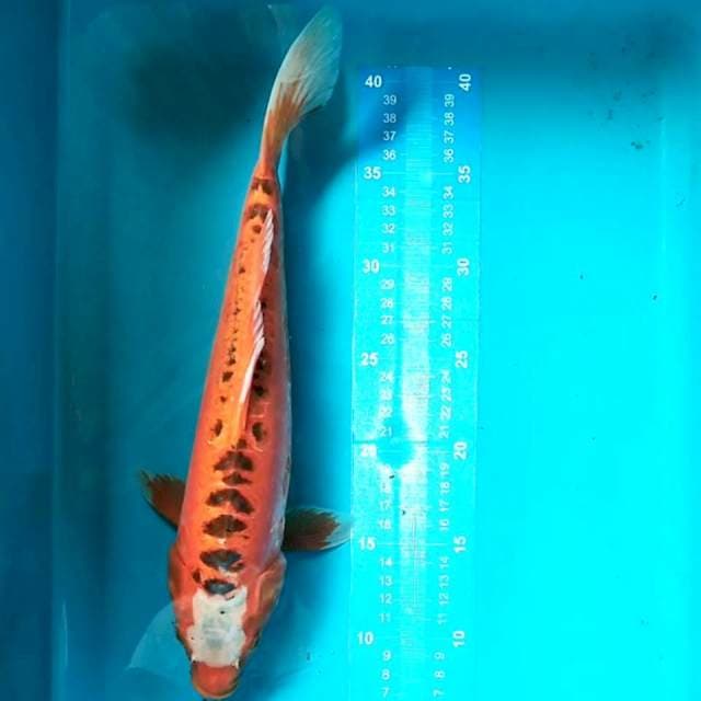 Shusui 32 cm