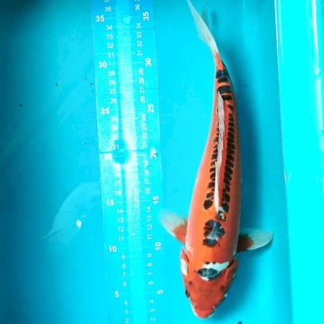 Mizuho 30 cm