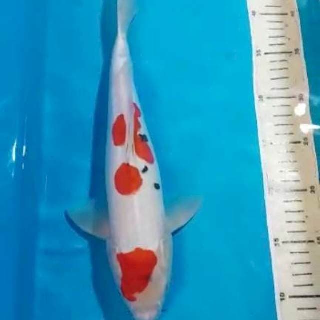 Sanke 35cm