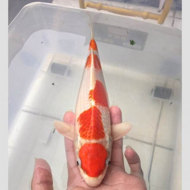 kohaku hikari maruten 5step 35bu