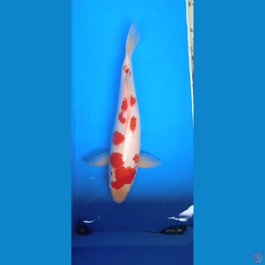 kohaku 30 cm