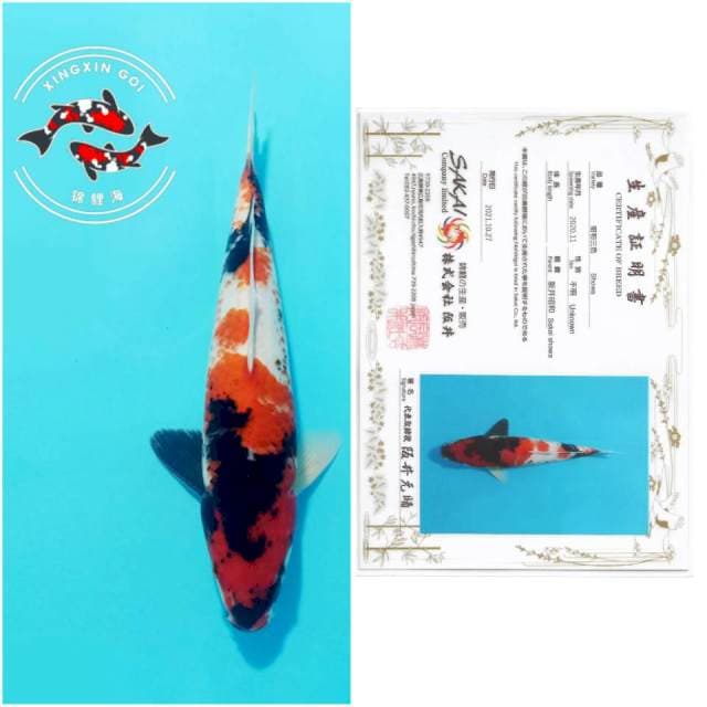 SHOWA SAKAI 31CM