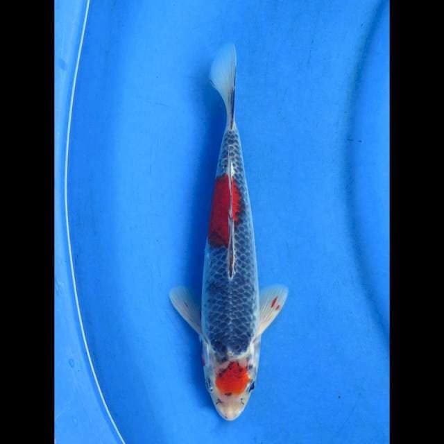 Goshiki 26cm