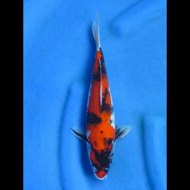 Hishowa 28cm