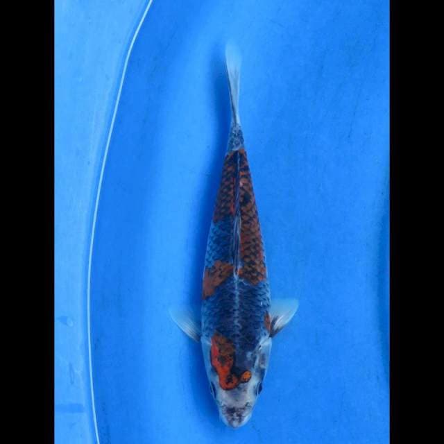 Kuro goshiki 25cm