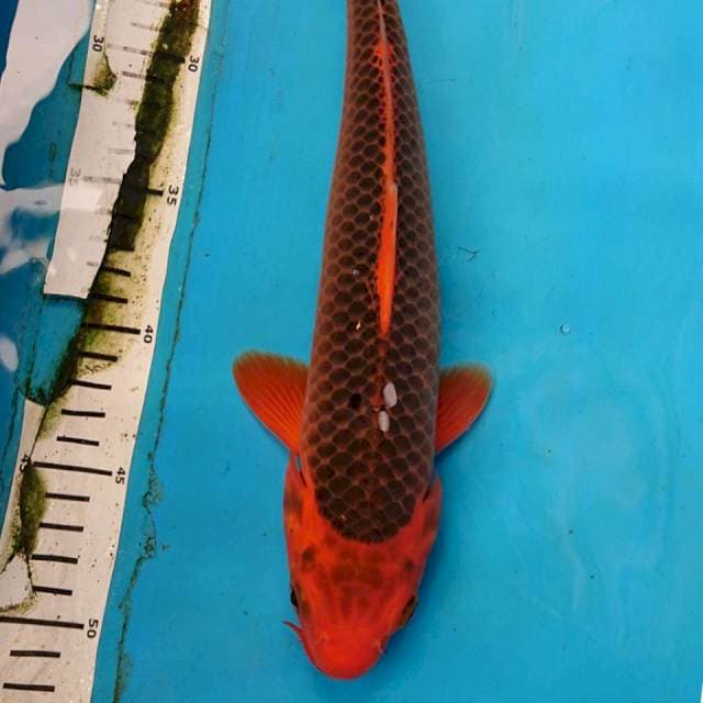 AKA MATSUBA 31 cm