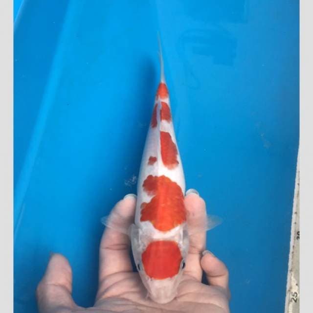 kohaku koleksi buat show