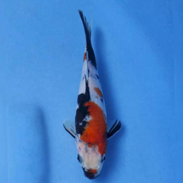 Maruhiro Showa