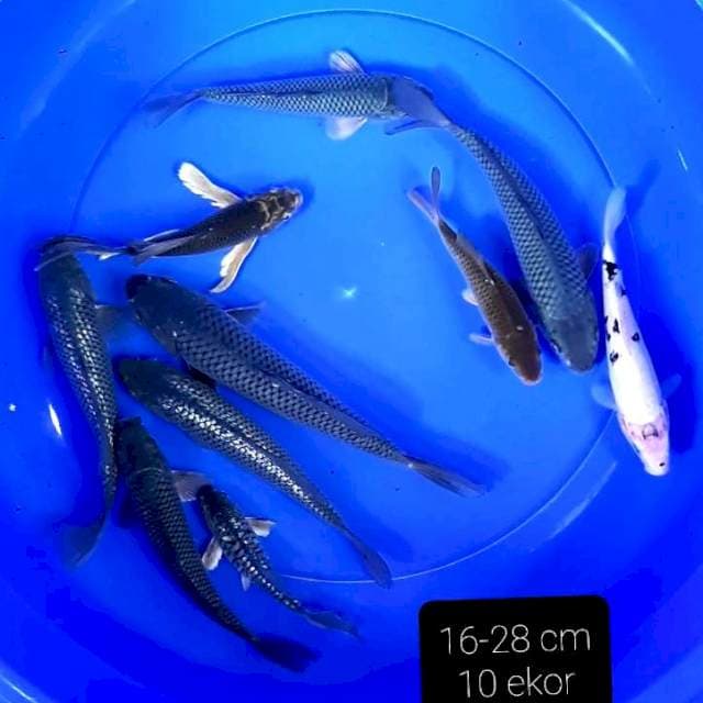 Mixs 10 ekor 16-28 cm