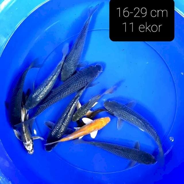 Mixs 11 ekor 16-29 cm