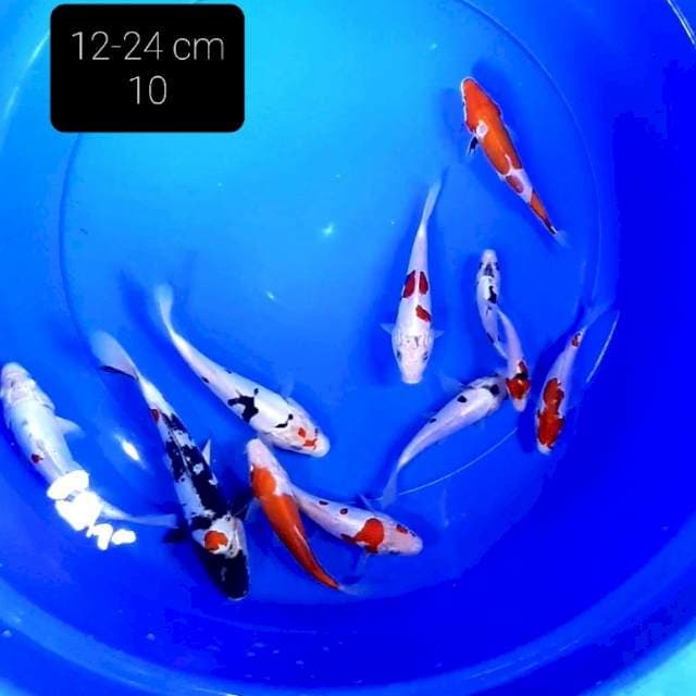Sumi showa doit 12-24 cm