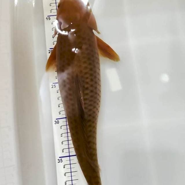 cagoi tembaga 35 cm