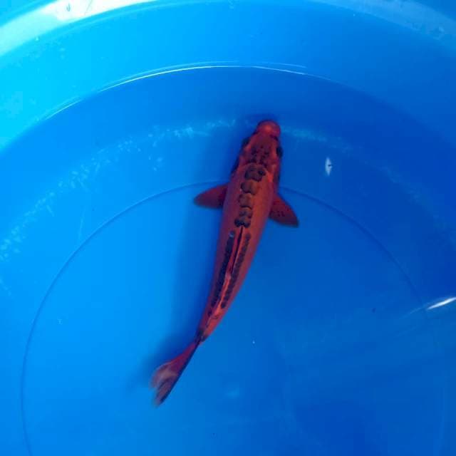 RED kiko 25cm