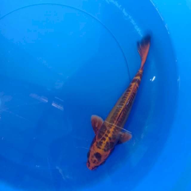 Kiko 25cm