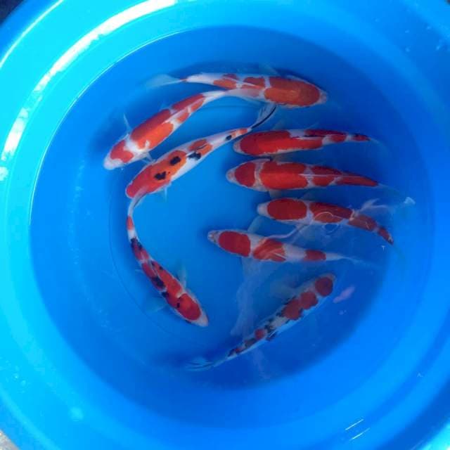 Koi Mix smooth cuting