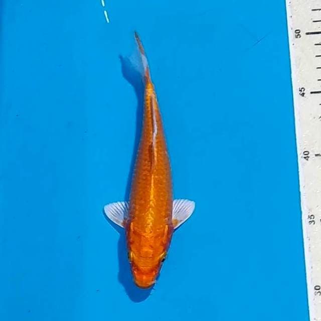 ORANGE19 CM