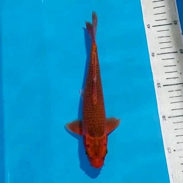 AKA MATSUBA 23 CM