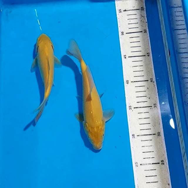 KARASI 18&20 CM ALL JANTAN