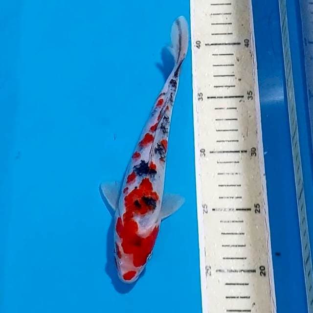SANKE 23 CM