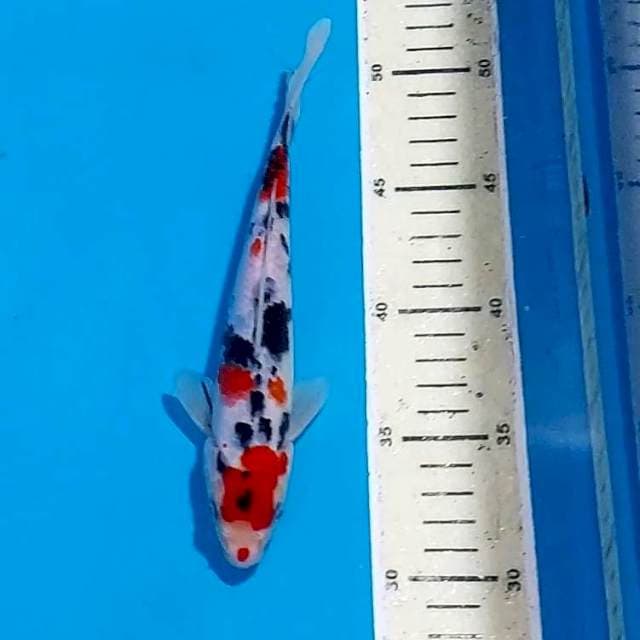 SANKE 20 CM