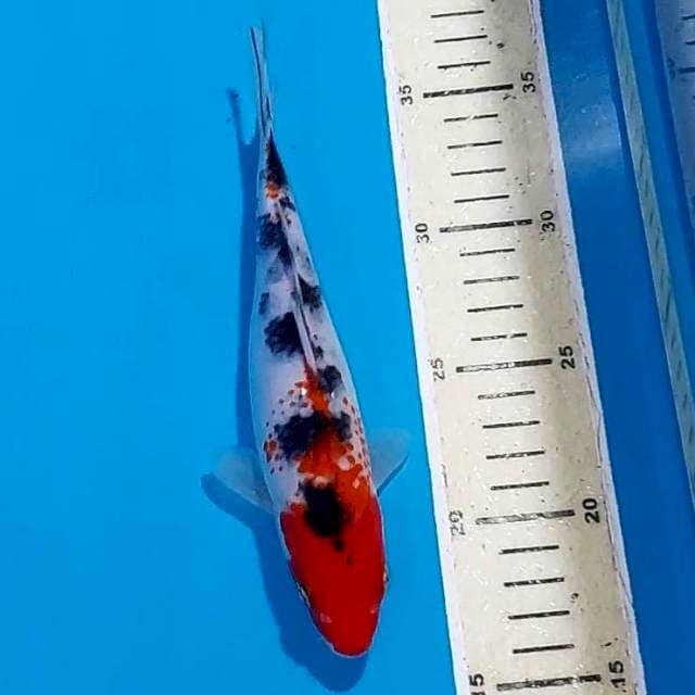 KANOKO SANKE 20 CM