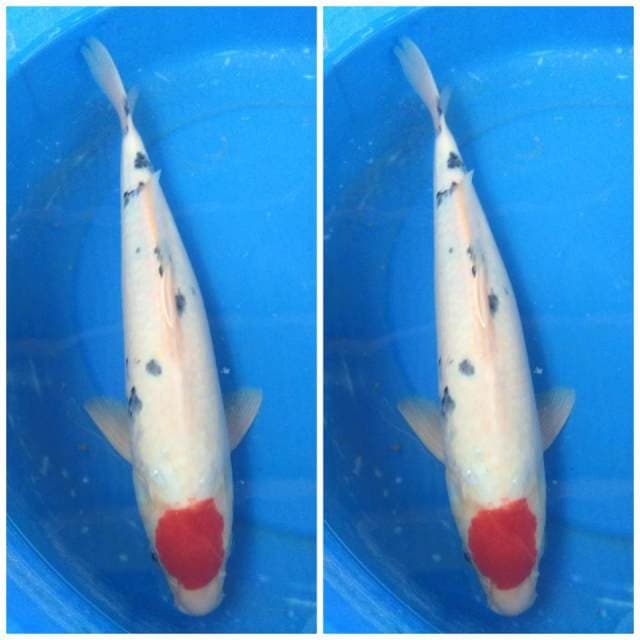 Tancho sanke 40cm