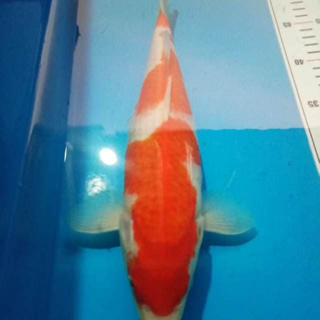 Kohaku