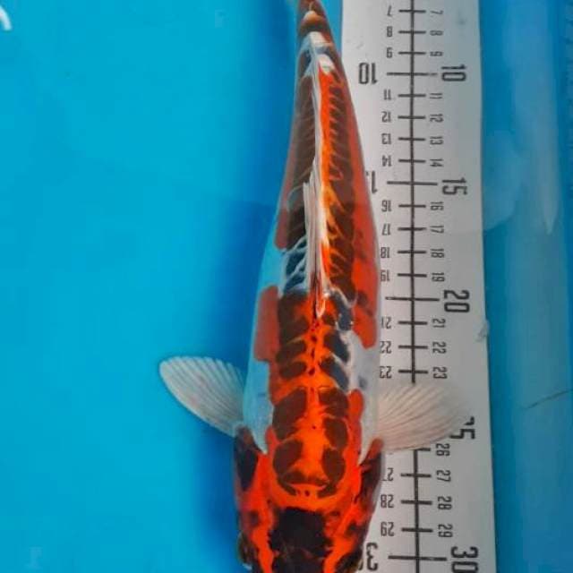 Kiko 29cm