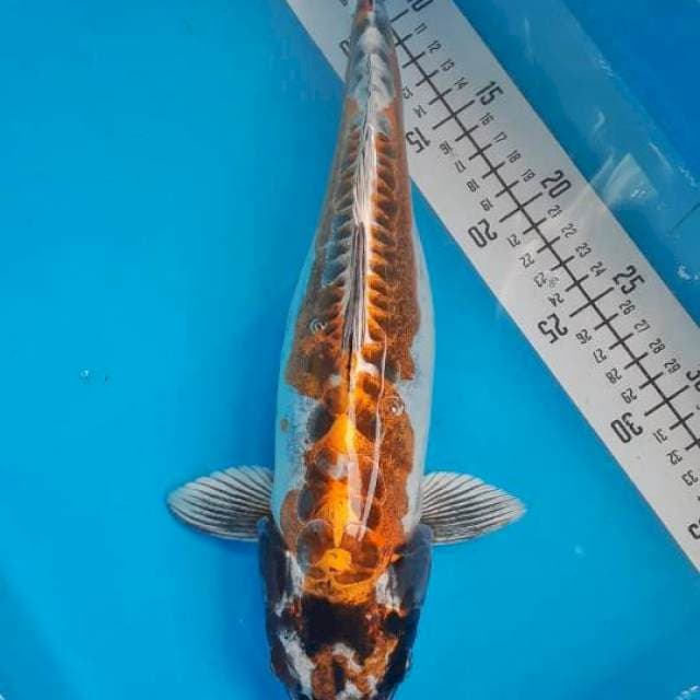 Kiko 29cm