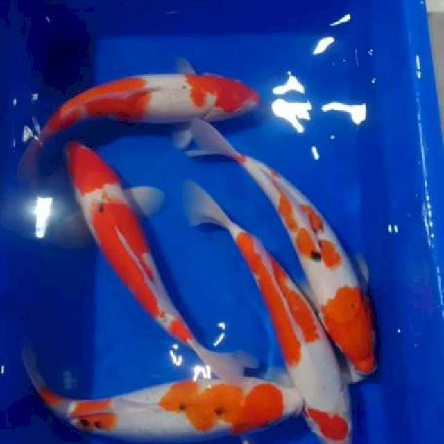 AQ 2~ Paket 5 ekor 33-36cm
