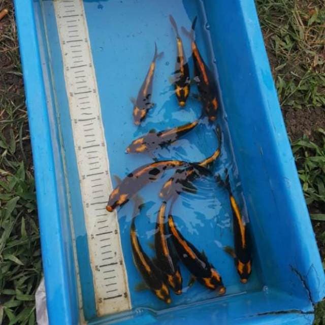 mix kabuto 10ekor 15-20cm