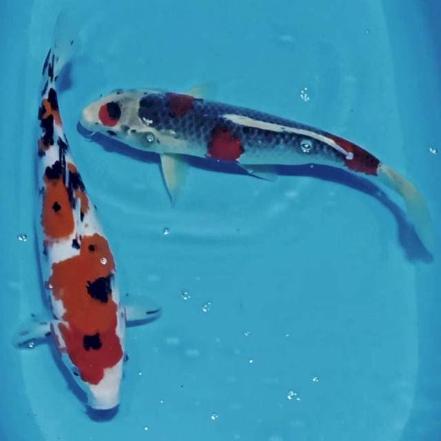 Sanke & goshiki 34 35cm
