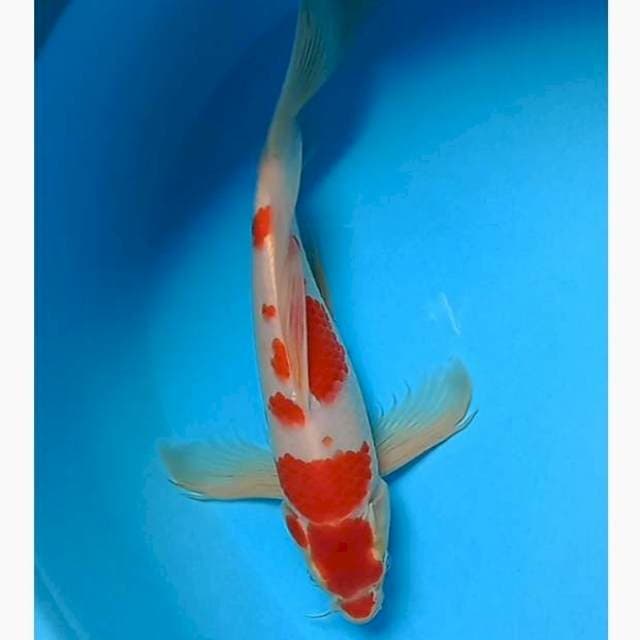 Kumpay kohaku