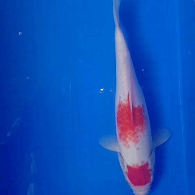 Kohaku 28cm