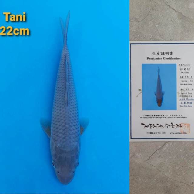 Tani Ochiba Certi