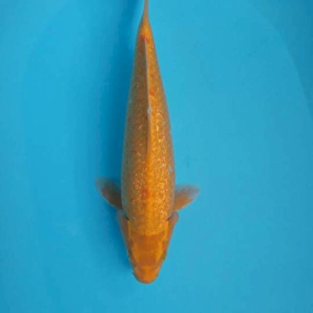 Mukasi ginrin Male 35cm
