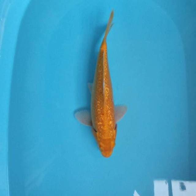 Mukasi ginrin Male 32cm