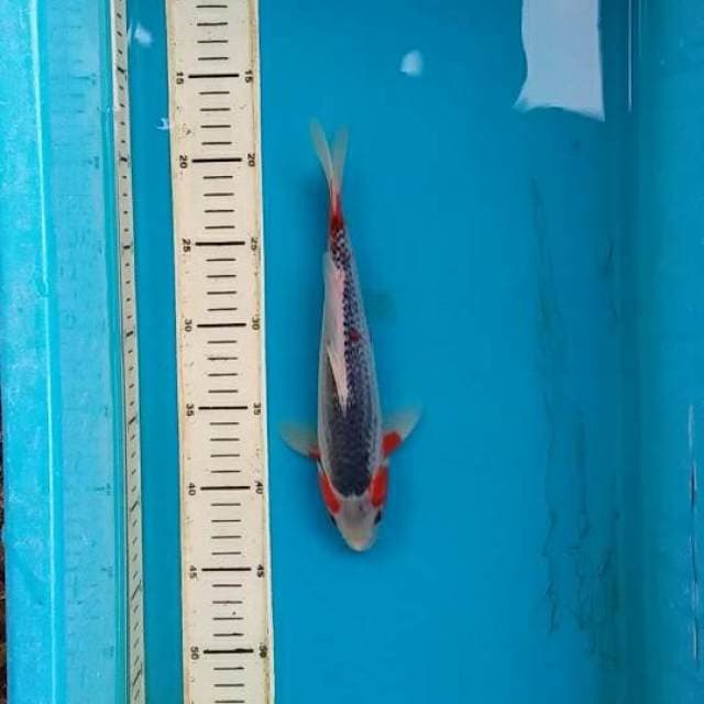 asagi 25cm
