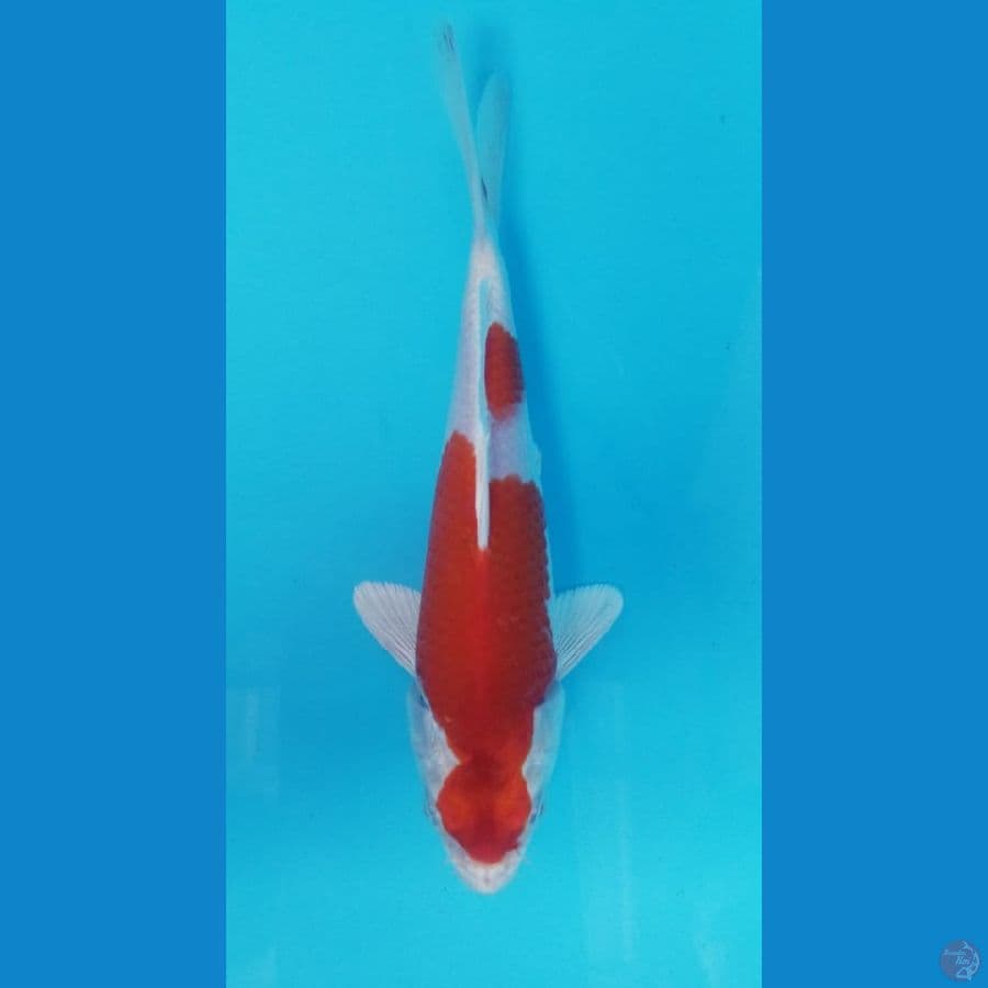 Kohaku Hikari