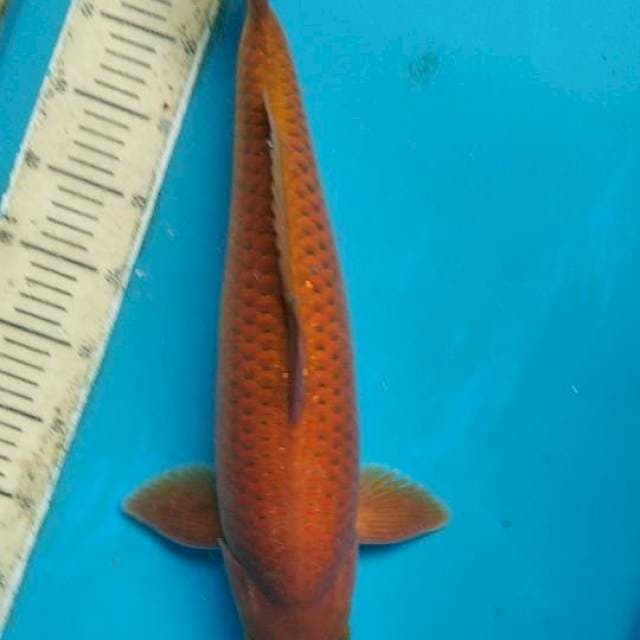 Cagoi tembaga