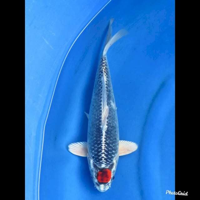 36cm , Tancho Kujaku