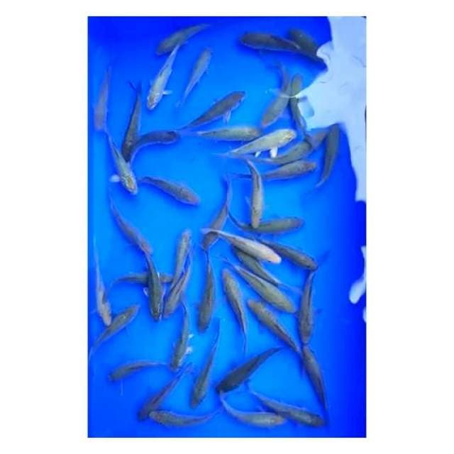 PAKET SORAGOI 11 - 12 Cm, 45 Ekor