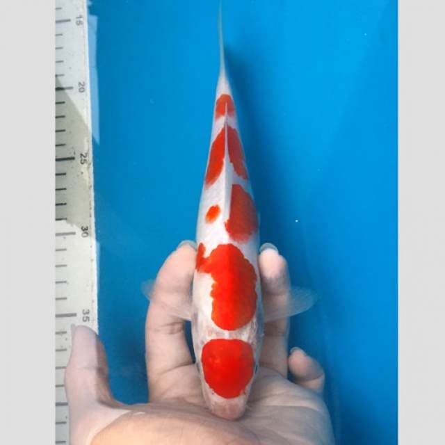 kohaku spesial harga ob 0 (diobral karena warna gampang drop)