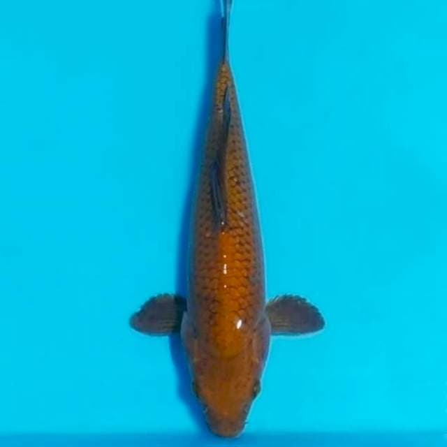 Chagoi tembaga 27cm