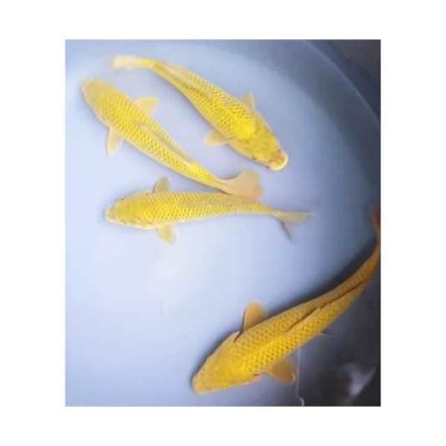 PAKET CHAGOI 4 EKOR, 18 - 21 Cm
