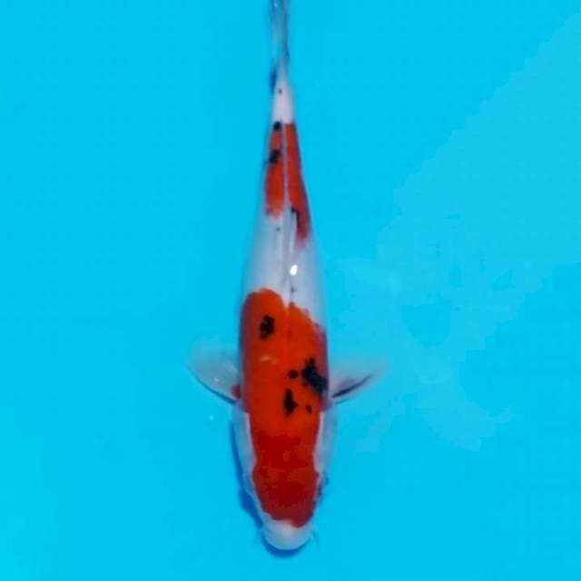 Sanke 35cm