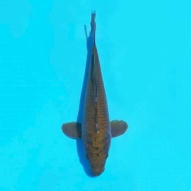 Chagoi 33cm