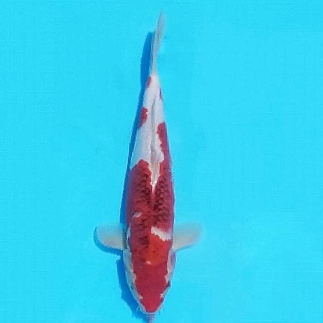 Koromo 30cm