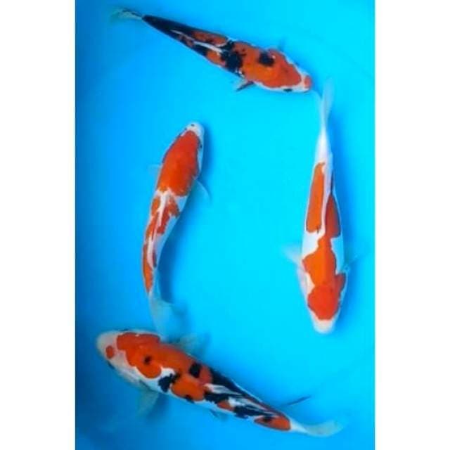 KOHAKU, SANKE DOITSU MURNI CAMPUR SISIK 4 EKOR, 19 - 21 Cm
