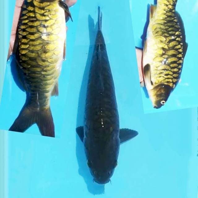 Karasu aragoke 35cm